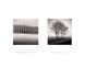 Книга Michael Kenna: Trees / Arbres (Signed) B-398 фото 4
