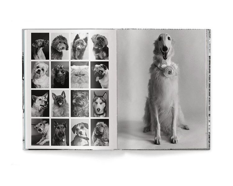 Работы известных фотографов книга Эллиотта Эрвитта с фотографиями собак Elliott Erwitt: Dogs (компактная) B-452 фото