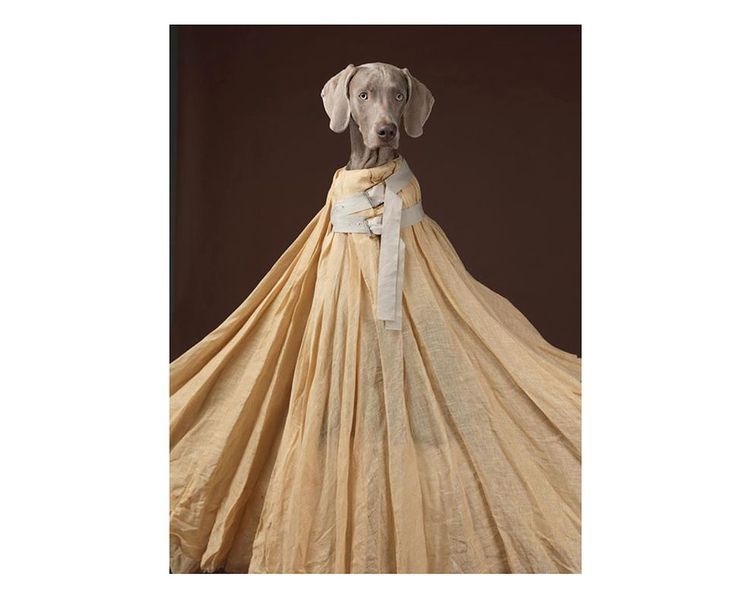 Альбоми відомих фотографів книга робіт Вільяма Вегмана William Wegman "Being Human" книги з фотографії B-653 фото