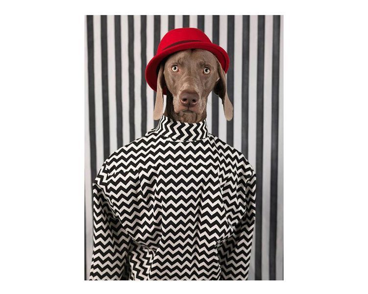 Альбоми відомих фотографів книга робіт Вільяма Вегмана William Wegman "Being Human" книги з фотографії B-653 фото