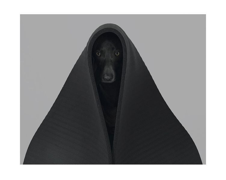 Альбоми відомих фотографів книга робіт Вільяма Вегмана William Wegman "Being Human" книги з фотографії B-653 фото