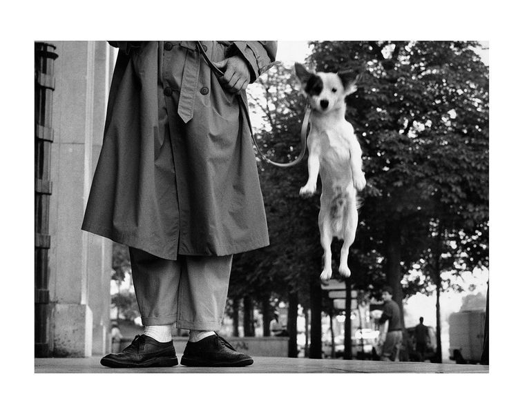 Книга Elliott Erwitt: Dogs B-293 фото
